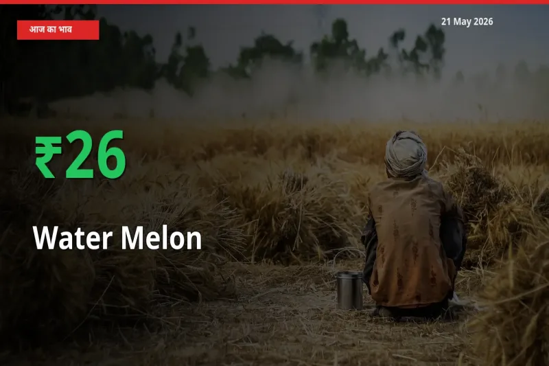 स्थानीय मंडी में तरबूज के दाम अचानक 25.75% उछले, किसान सतर्क