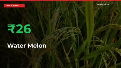 Water Melon Rises 25.75% at Mandis
