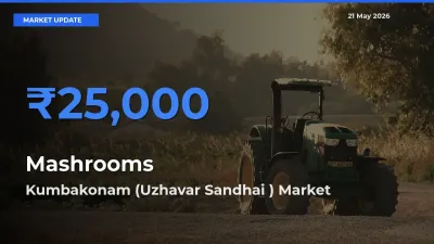 Top Performer! Kumbakonam (Uzhavar Sandhai ) Offers Best Mashrooms Price Today