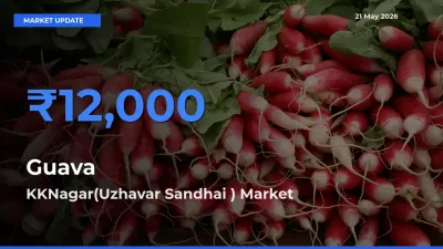 Top Performer! KKNagar(Uzhavar Sandhai ) Offers Best Guava Price Today