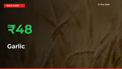 Sudden 47.94% Rally in Garlic Prices Across Mandis