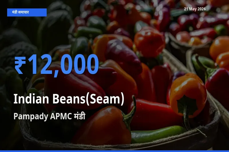 Pampady APMC में सेम (देशी) का आज सबसे ऊँचा भाव