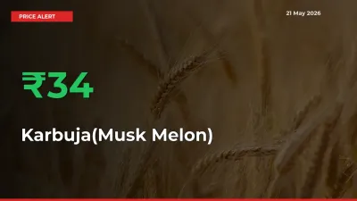 Sharp Jump! Karbuja(Musk Melon) Prices Climb 33.78% in 24 Hours at Key Mandis
