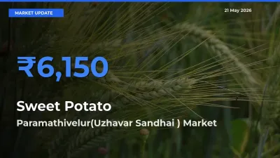 Farmers Prefer Paramathivelur(Uzhavar Sandhai ) as Sweet Potato Hits Highest Rate