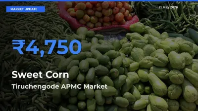 Top Performer! Tiruchengode APMC Offers Best Sweet Corn  Price Today