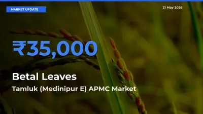 Betal Leaves Mandi Rate Today: Tamluk (Medinipur E) APMC Tops the List