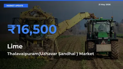Market Watch: Thalavaipuram(Uzhavar Sandhai ) Becomes Top Mandi for Lime