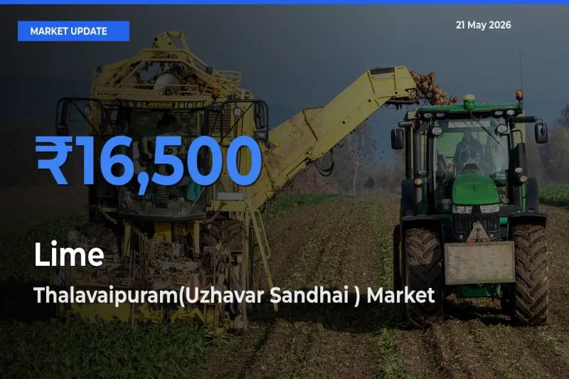 Market Watch: Thalavaipuram(Uzhavar Sandhai ) Becomes Top Mandi for Lime