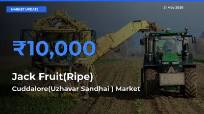 Cuddalore(Uzhavar Sandhai ) Leads as Top Mandi for Jack Fruit(Ripe) Prices