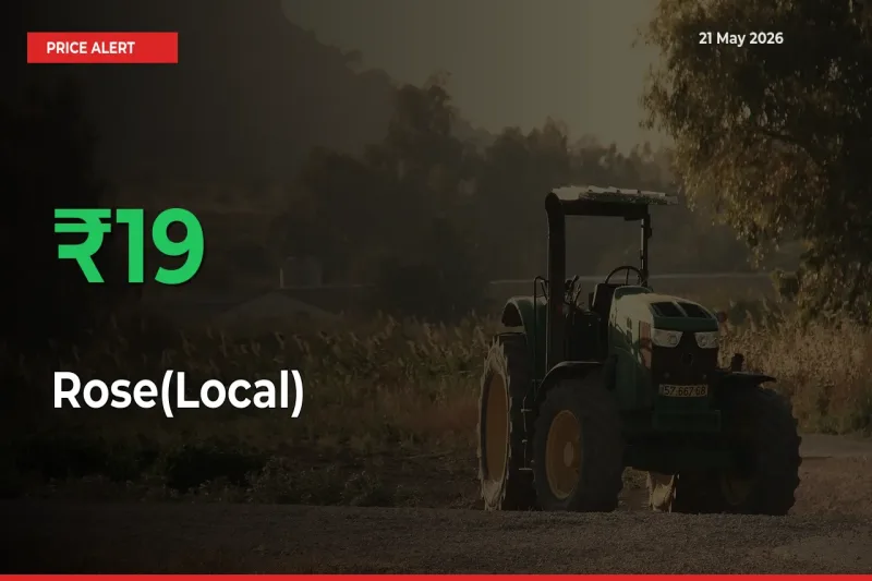 Why Rose(Local) Prices Rose 19.16% in a Day at Mandis