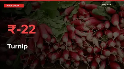 Why Turnip Prices Fell 21.65% in a Day at Mandis