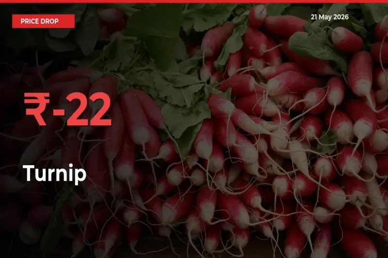 Why Turnip Prices Fell 21.65% in a Day at Mandis