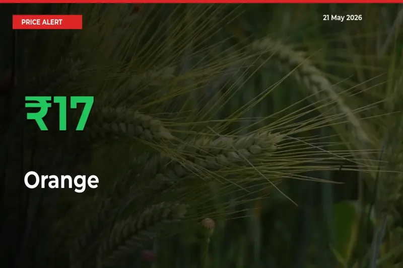 17.16% Spike in Orange Prices – Mandi Sees Sudden Rally