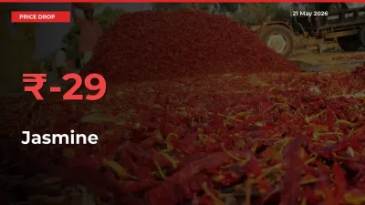 Why Jasmine Prices Fell 28.6% in a Day at Mandis