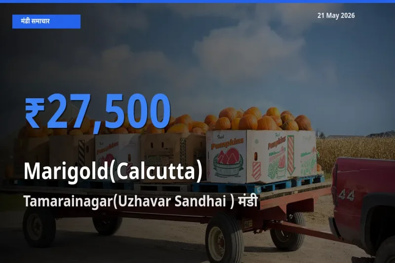 किसानों की पसंद बना Tamarainagar(Uzhavar Sandhai ), गेंदा (कलकत्ता) के सबसे अच्छे दाम