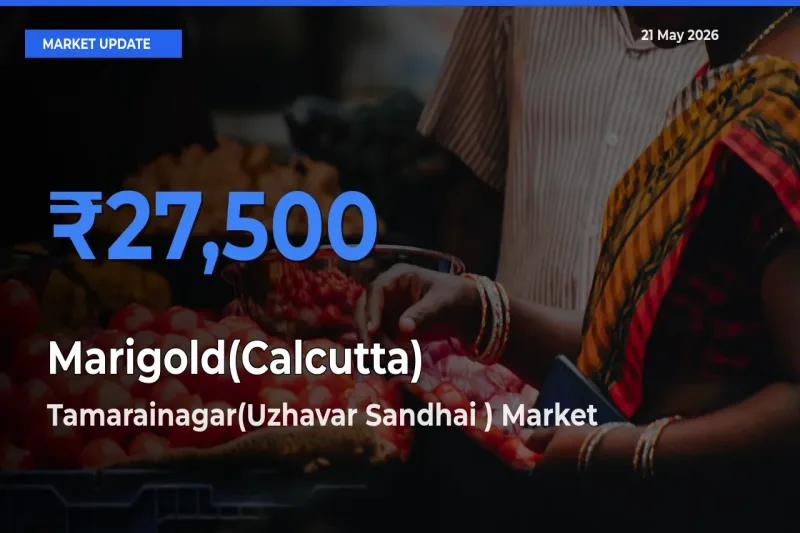 Tamarainagar(Uzhavar Sandhai ) Leads as Top Mandi for Marigold(Calcutta) Prices