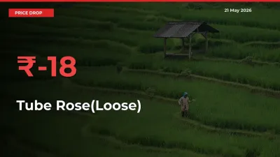 Tube Rose(Loose) Mandi Rate Today: Prices Fall 18.05% at Market