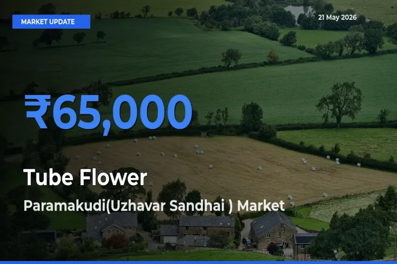 Farmers Prefer Paramakudi(Uzhavar Sandhai ) as Tube Flower Hits Highest Rate