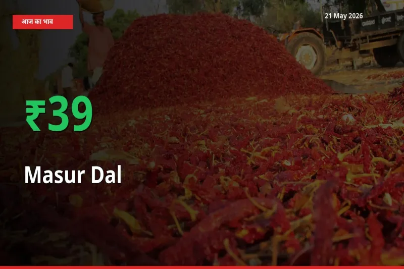 आज का मंडी भाव: मसूर दाल के दाम मंडी में 38.96% ऊपर