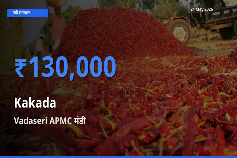 आज काकड़ा के सबसे ज़्यादा दाम Vadaseri APMC मंडी में दर्ज