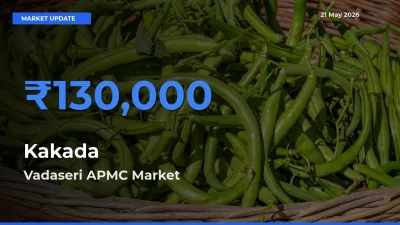 Farmers Prefer Vadaseri APMC as Kakada Hits Highest Rate