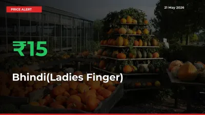Sudden 15.12% Rally in Bhindi(Ladies Finger) Prices Across Mandis