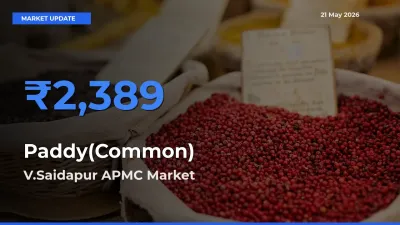 Paddy(Common) Mandi Rate Today: V.Saidapur APMC Tops the List
