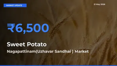 Nagapattinam(Uzhavar Sandhai ) Tops Sweet Potato Mandi Rates Today