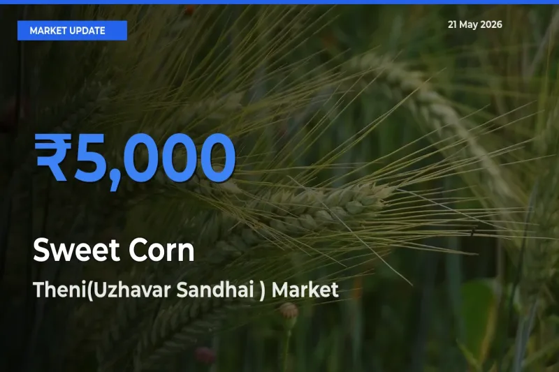 Farmers Prefer Theni(Uzhavar Sandhai ) as Sweet Corn Hits Highest Rate