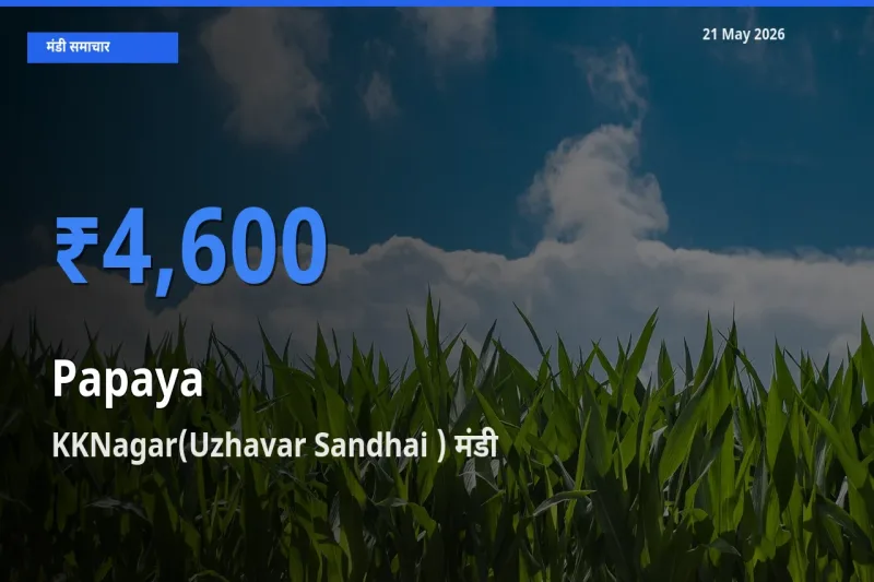 KKNagar(Uzhavar Sandhai ) मंडी में आज पपीता के सबसे ऊँचे दाम दर्ज