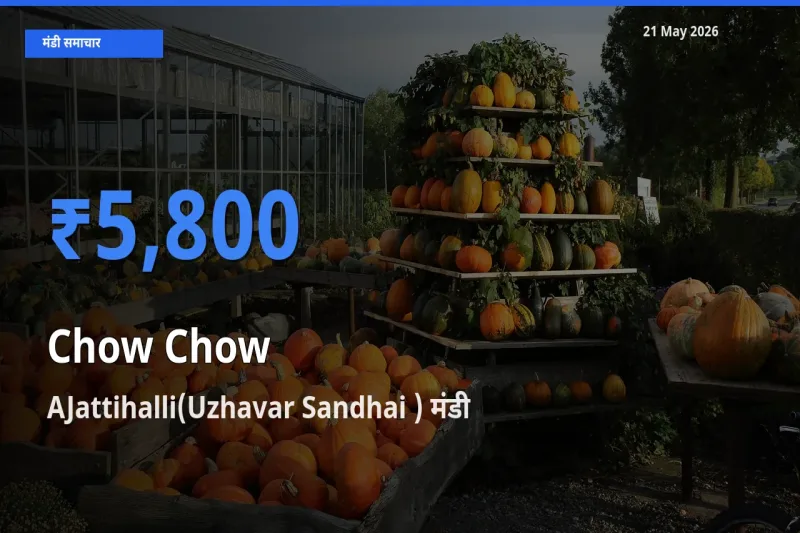 बाज़ार संकेत: AJattihalli(Uzhavar Sandhai ) बना चाउ चाउ के लिए आज की टॉप मंडी