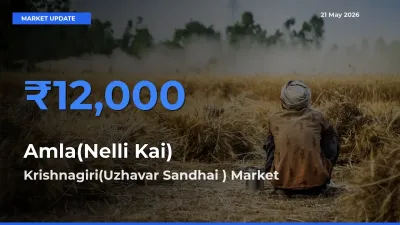 Krishnagiri(Uzhavar Sandhai ) Leads as Top Mandi for Amla(Nelli Kai) Prices