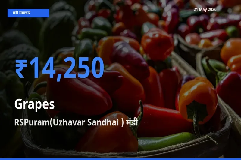 RSPuram(Uzhavar Sandhai ) मंडी में अंगूर ₹14,250 पर पहुँचा – आज का सर्वोच्च भाव