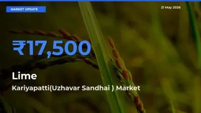 Kariyapatti(Uzhavar Sandhai ) Emerges as Top Mandi for Lime Prices Today