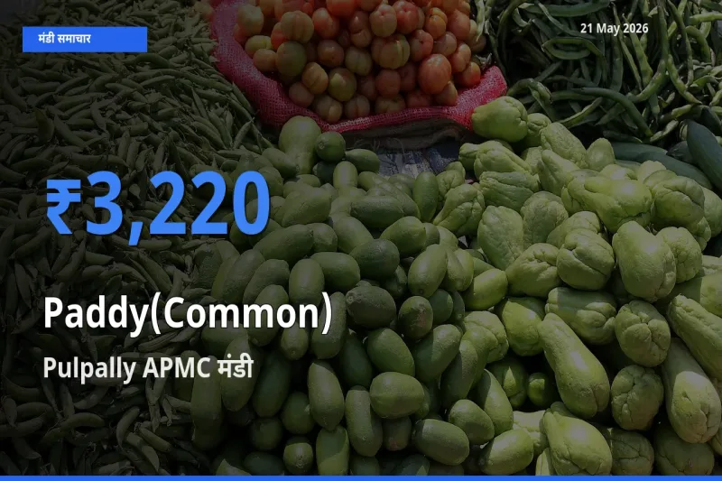 Pulpally APMC मंडी में धान (सामान्य) ₹3,220 पर पहुँचा – आज का सर्वोच्च भाव