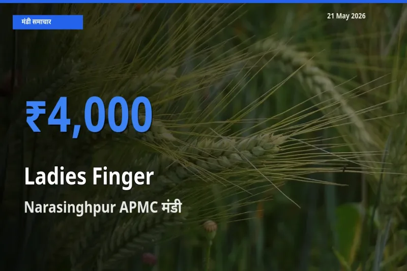 टॉप मंडी बना Narasinghpur APMC! भिंडी के सबसे ऊँचे दाम यहीं दर्ज