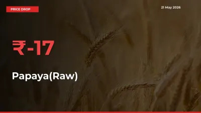 Why Papaya(Raw) Prices Fell 16.5% in a Day at Mandis