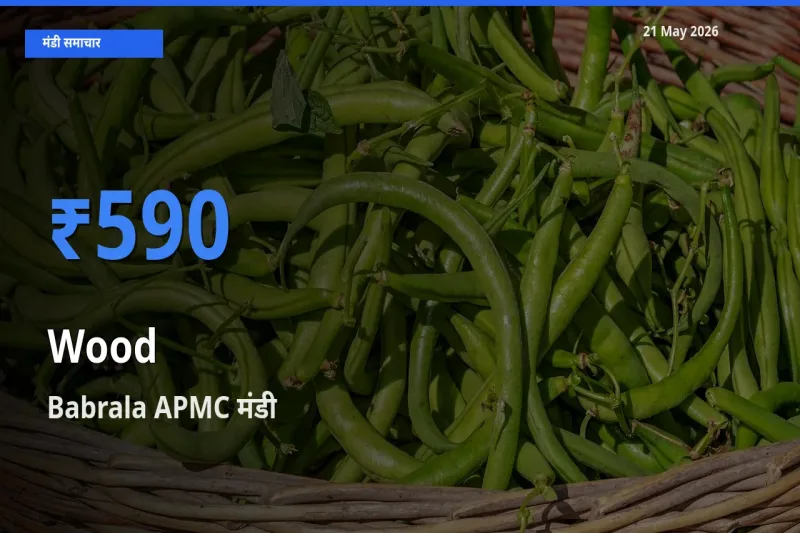 Babrala APMC मंडी में आज लकड़ी के सबसे ऊँचे दाम दर्ज