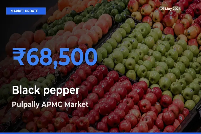 Pulpally APMC Offers ₹68,500 – Highest Black pepper Rate Today