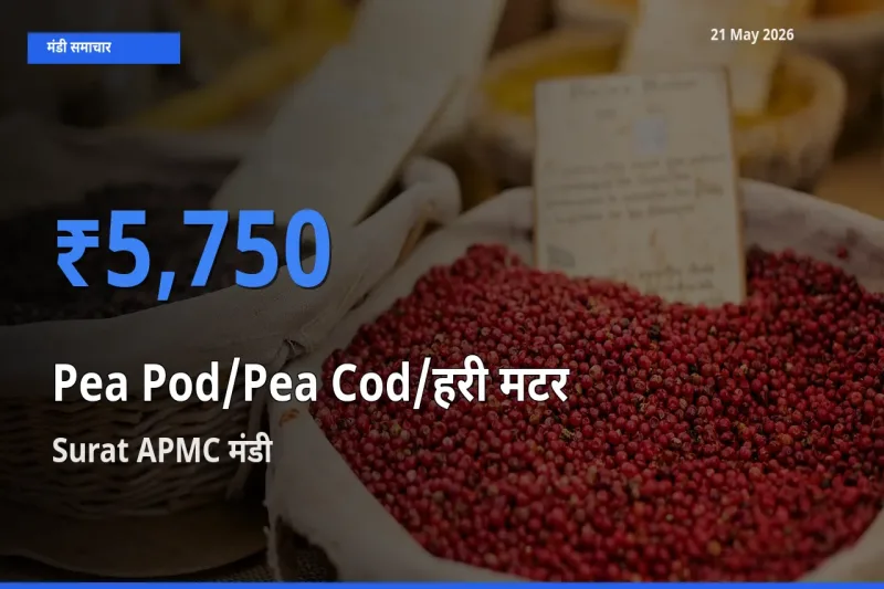 Surat APMC मंडी में मटर की फली ₹5,750 पर पहुँचा – आज का सर्वोच्च भाव