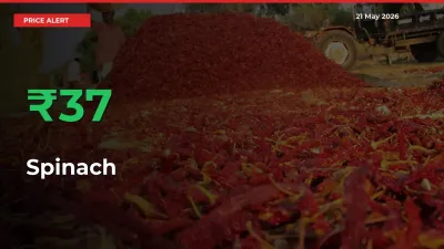 This Mandi Records 36.96% Jump in Spinach Prices