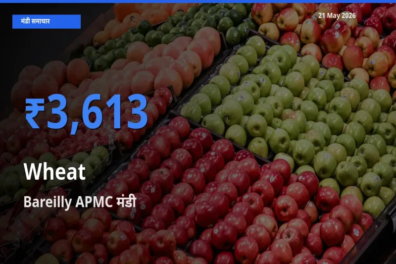 Bareilly APMC में गेहूँ का आज सबसे ऊँचा भाव