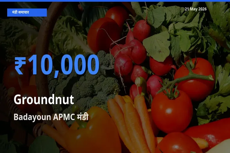आज मूंगफली के सबसे ज़्यादा दाम Badayoun APMC मंडी में दर्ज