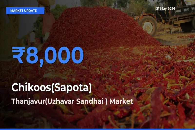 Farmers Prefer Thanjavur(Uzhavar Sandhai ) as Chikoos(Sapota) Hits Highest Rate