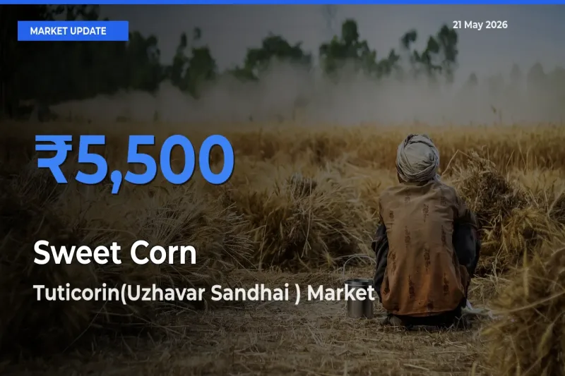 Tuticorin(Uzhavar Sandhai ) Records Highest ₹5,500 Rate for Sweet Corn