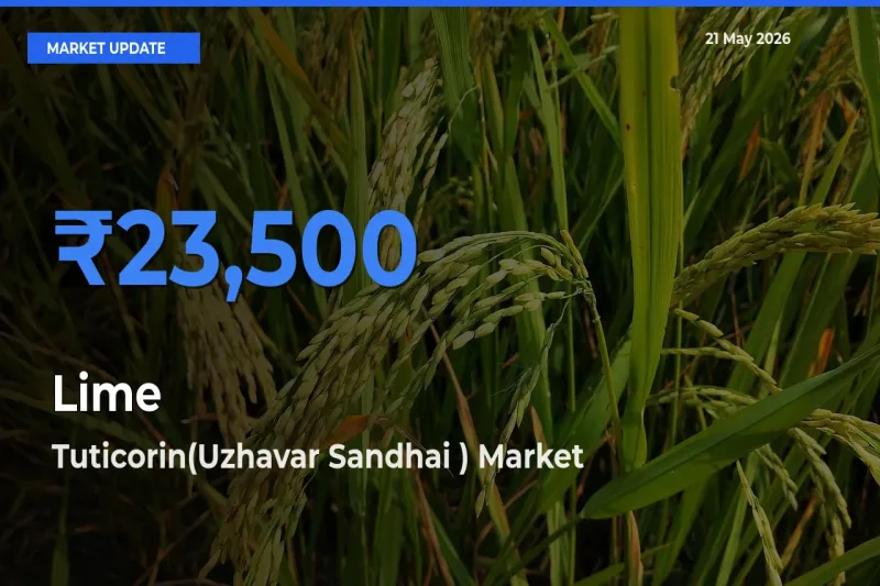 Lime Mandi Rate Today: Tuticorin(Uzhavar Sandhai ) Tops the List