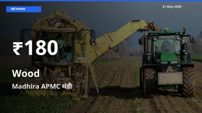 किसानों के लिए चिंता का विषय? लकड़ी के दाम Madhira APMC में 30 दिन के न्यूनतम स्तर पर