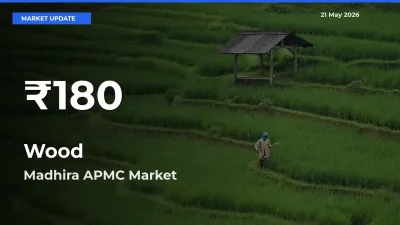 Big Drop! Wood Slides to 30-Day Low at Madhira APMC