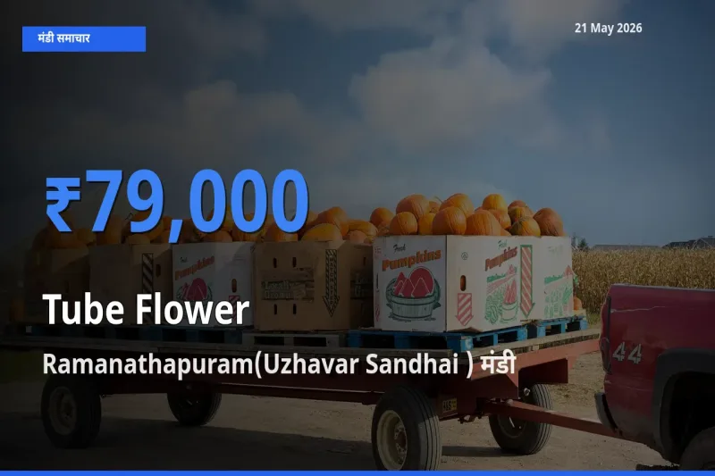 टॉप मंडी बना Ramanathapuram(Uzhavar Sandhai )! रजनीगंधा के सबसे ऊँचे दाम यहीं दर्ज