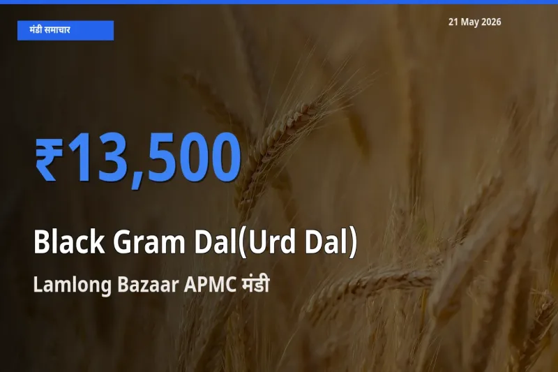 आज उड़द दाल के सबसे ऊँचे दाम ₹13,500 Lamlong Bazaar APMC मंडी में